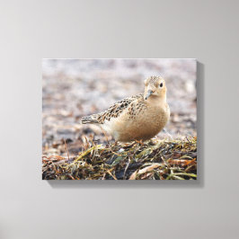 Lienzo Hermoso Sandpiper de pecho en la playa