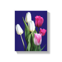 Hermoso tulipanes blancos de diseño floral azul
