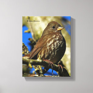 Lienzo Hermoso Zorro Sooty Sparrow en un árbol de peras