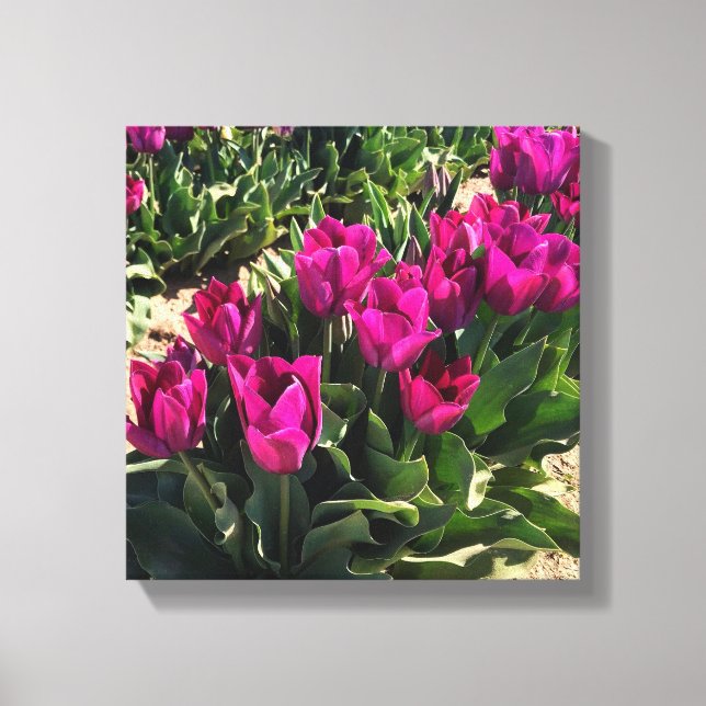 Lienzo Hermosos Tulips (Anverso)