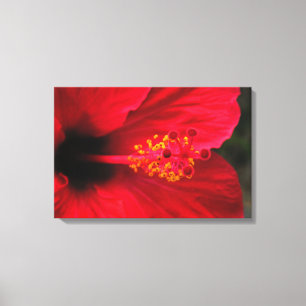 Lienzo hibisco