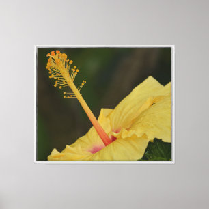 Lienzo Hibisco Amarillo Kauai (fotografía tomada por mí)