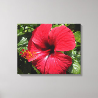 Lienzo Hibiscus en weinrot