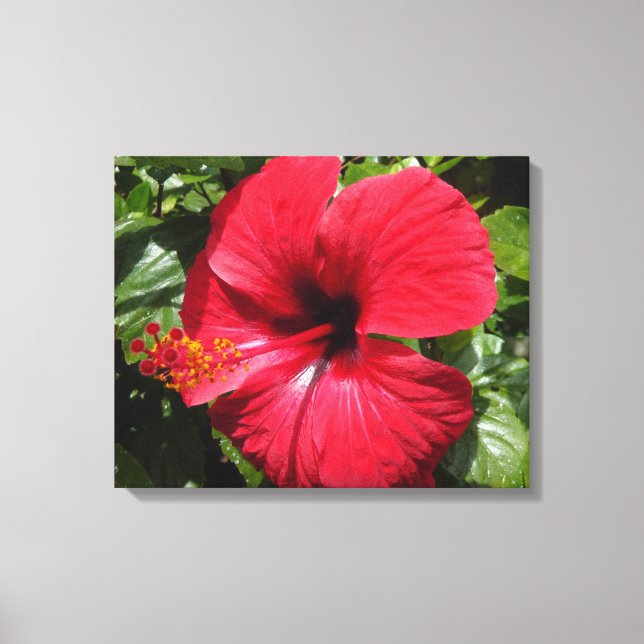 Lienzo Hibiscus en weinrot (Anverso)