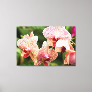 Lienzo Híbrido Orquídea naranja, Sudáfrica