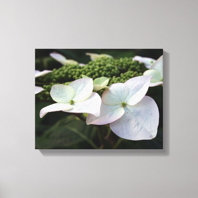 Lienzo Hidrangea - Fotografía floral - Canvas (Anverso)