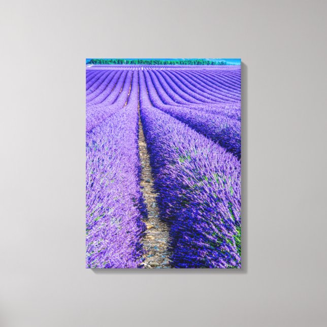 Lienzo Hileras de lavanda, Provenza, Francia (Anverso)