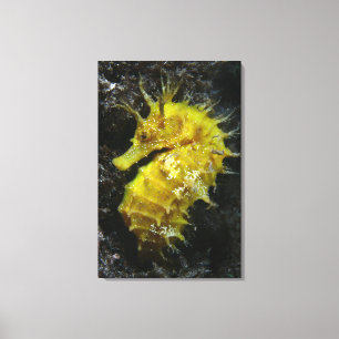 Lienzo Hipocampo amarillo Guttulatus del Seahorse el  