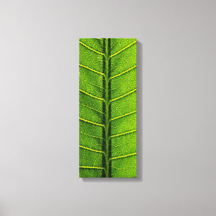 Lienzo Hoja