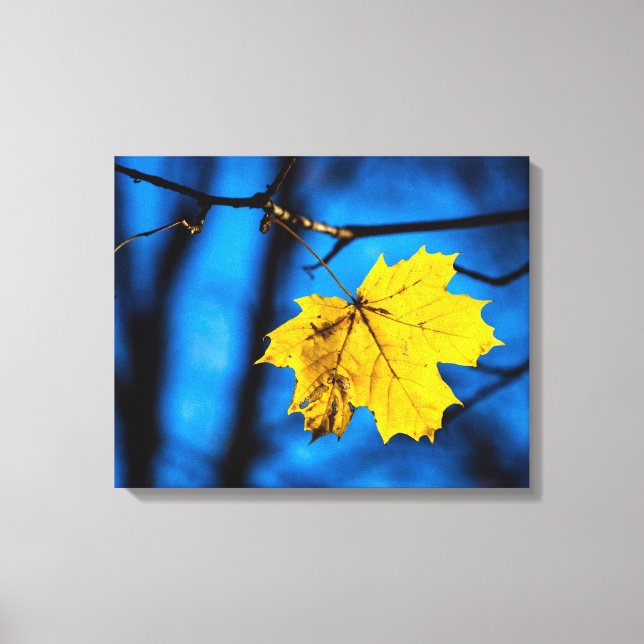 Lienzo Hoja De Maple Amarilla En Azul (Anverso)