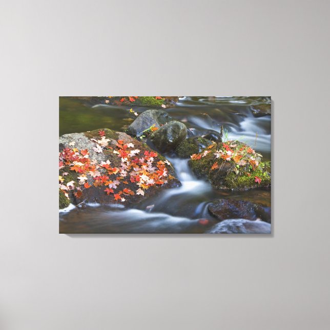 Lienzo Hojas de arce rojas alfombras en las rocas (Anverso)