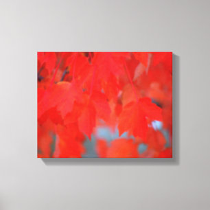Lienzo Hojas de arce rojas en otoño