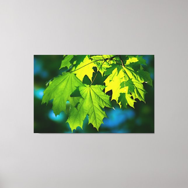 Lienzo Hojas de arce verde fresco (Anverso)