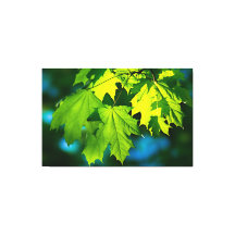 Hojas de arce verde fresco