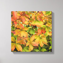 Lienzo Hojas salvajes de la vid del otoño