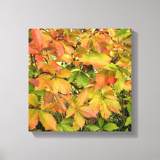 Lienzo Hojas salvajes de la vid del otoño (Anverso)