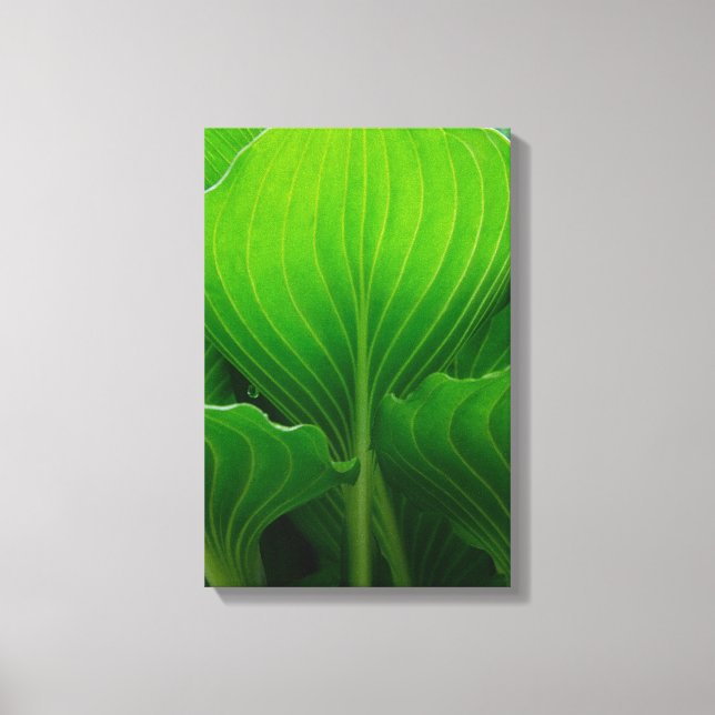 Lienzo Hojas Verdes de Hosta (Anverso)
