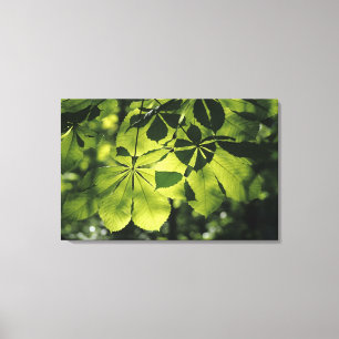 Lienzo Hojas verdes de siete puntos con iluminación solar