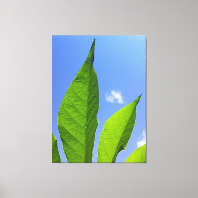 Lienzo Hojas verdes que alcanzan el cielo (Anverso)