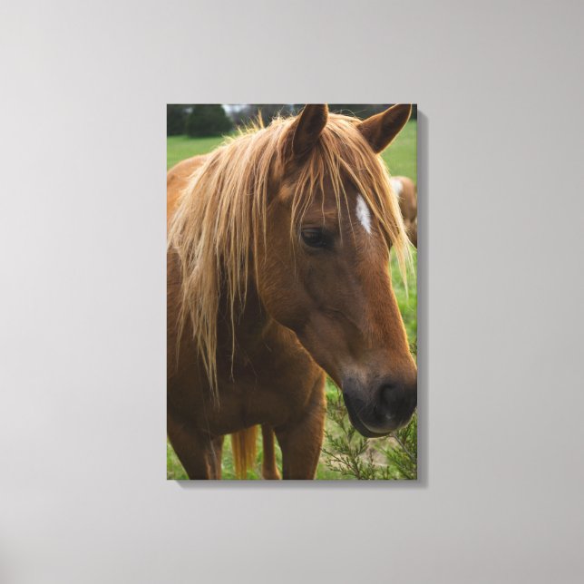 Lienzo Hola de caballo (Anverso)