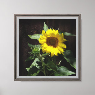 Lienzo Hola Sunshine Sunflower contra fondo oscuro