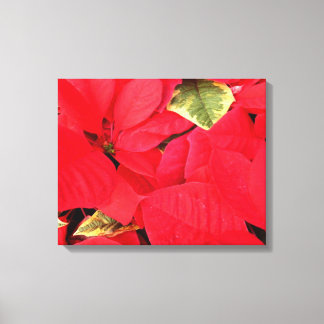 Lienzo Holly Point Poinsettias Holiday Floral