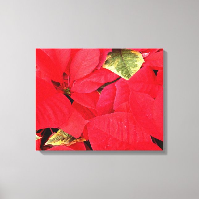 Lienzo Holly Point Poinsettias Holiday Floral (Anverso)