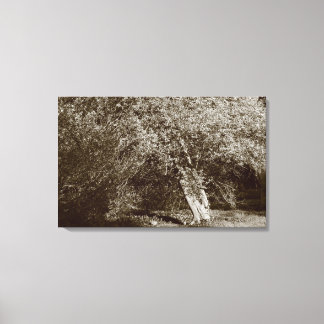 Lienzo Holly Tree - Sepia