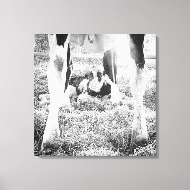 Lienzo Holstein Calf (Anverso)