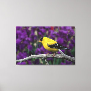 Lienzo Hombre, Goldfinch estadounidense en otoño,