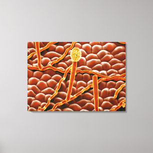 Lienzo Hongo del moho polvoriento en Poinsettia