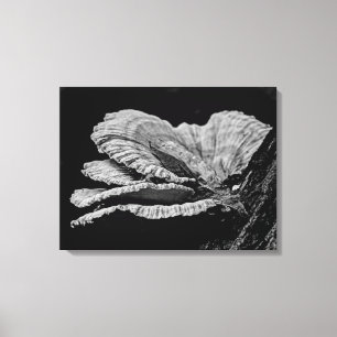 Lienzo Hongos de repisa en blanco y negro