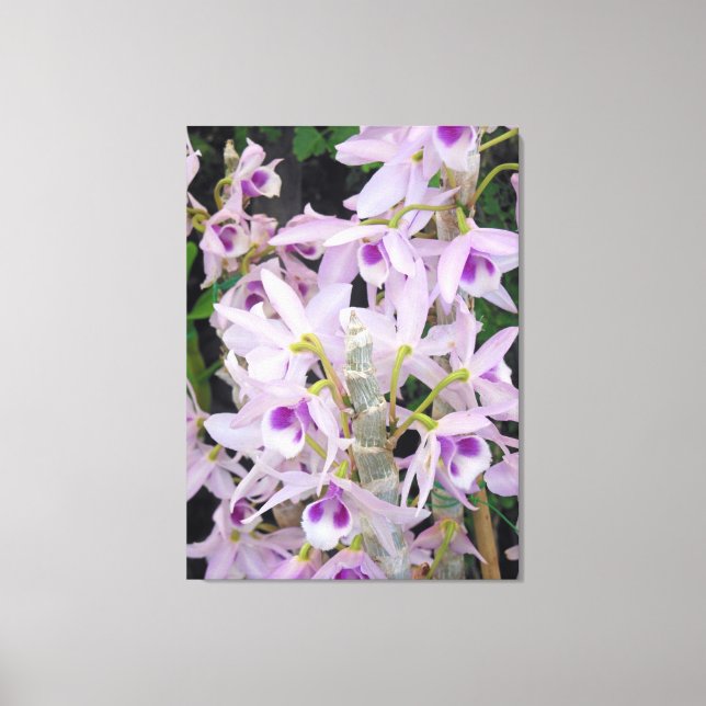 Lienzo Honohono Orchids (Anverso)