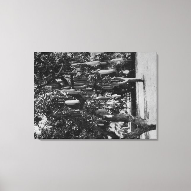 Lienzo Honolulu, HI - Universidad de Hawaii (Anverso)