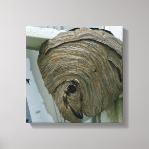 Lienzo Hornets Nest