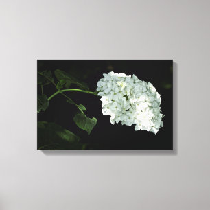 Lienzo Hortensia Bola de Nieve Blanca - Annabelle