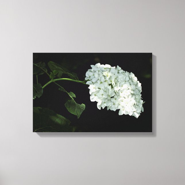 Lienzo Hortensia Bola de Nieve Blanca - Annabelle (Anverso)