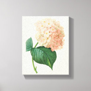 Lienzo Hortensia Flor de Hortensia Rosa Vintage de Redout