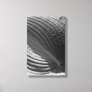 Lienzo Hosta de hojas en blanco y negro