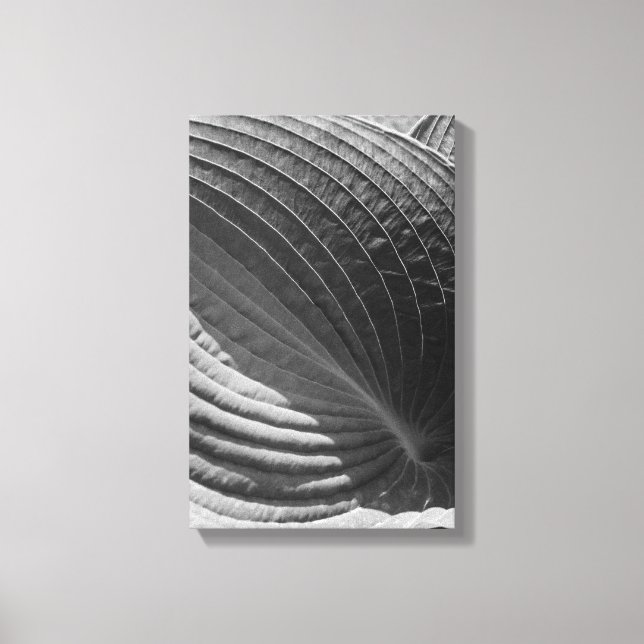 Lienzo Hosta de hojas en blanco y negro (Anverso)