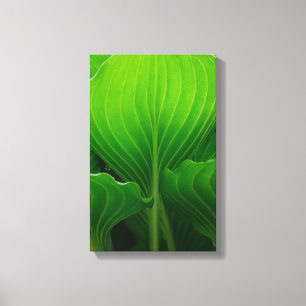 Lienzo Hosta Hosta Verde