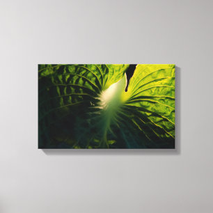 Lienzo Hosta Leaf en negro