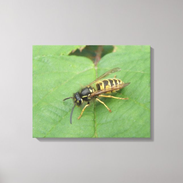 Lienzo Hoverfly on the Leaf Canvas Print (Anverso)