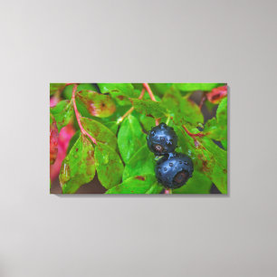 Lienzo Huckleberries maduras en una ligera lluvia