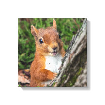 huella animal de ardilla roja