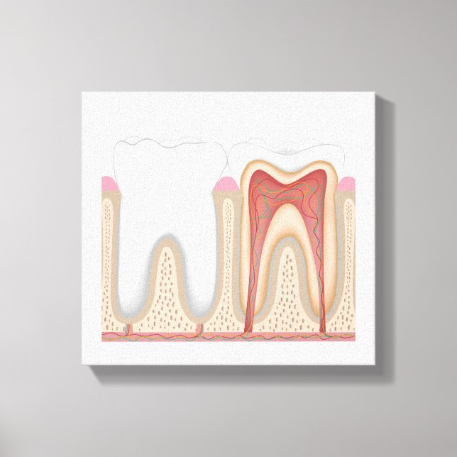 Lienzo Humano Anatomía de tela estirada (Anverso)