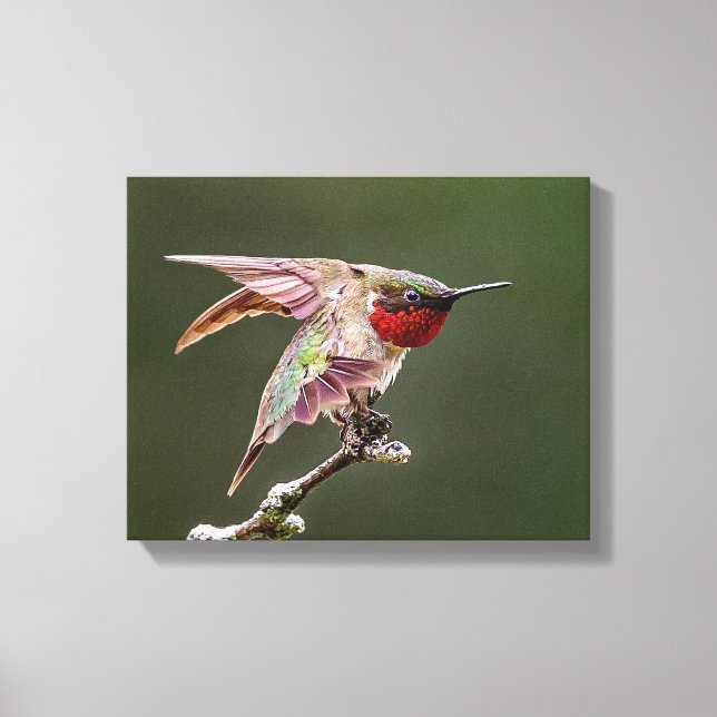 Lienzo Humingbird Stretching Photo Print (Anverso)