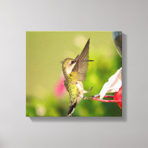 Hummingbird
