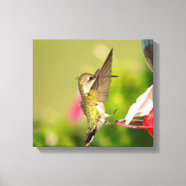 Lienzo Hummingbird