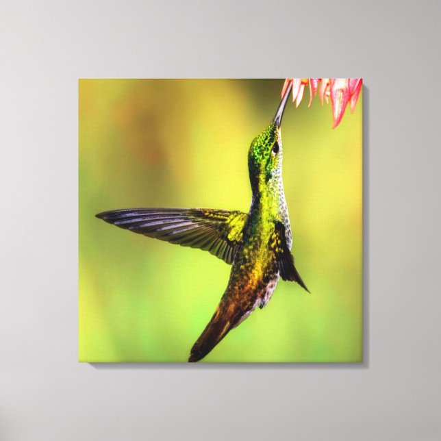Lienzo Hummingbird (Anverso)